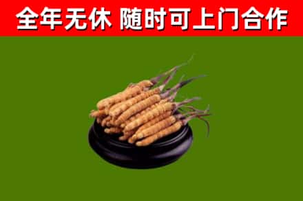 东营市烟酒回收冬虫夏草.jpg